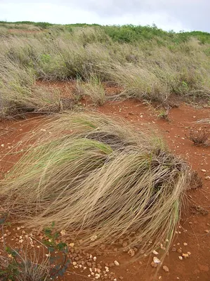 Weeping lovegrass