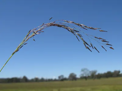 Hairy love-grass