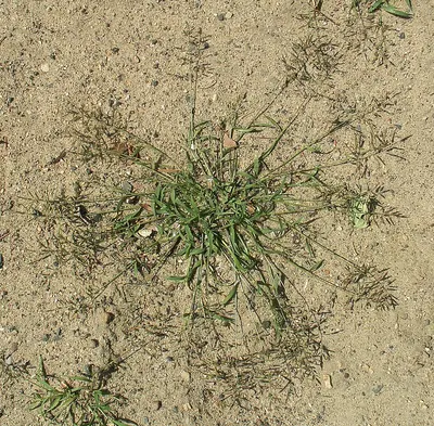 Little lovegrass