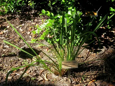 Eastern gamagrass