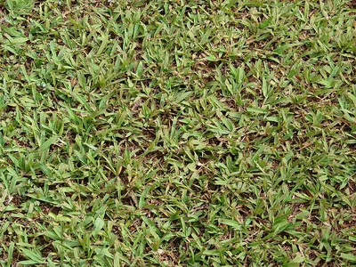 Hilograss