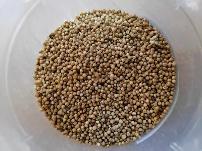 Finger millet