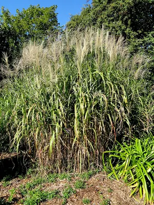 Pacific Island silvergrass