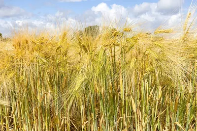 Common barley