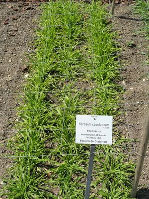 Spontaneous barley