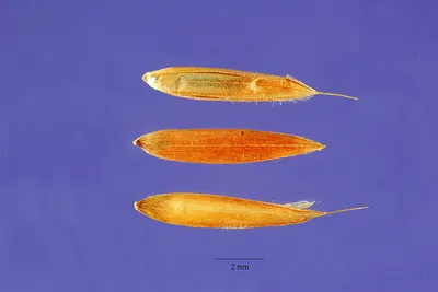 Bluestem