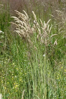 Creeping Soft Grass