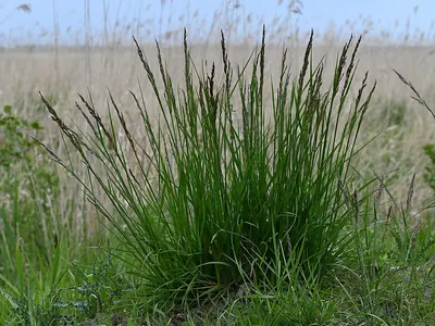 Tall fescue