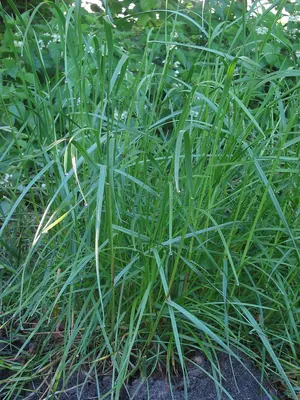 Perennial rye-grass