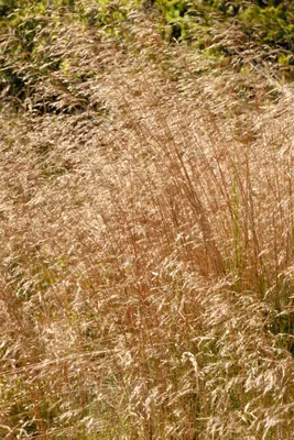 Brown bent