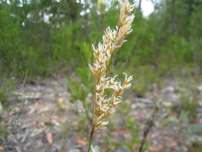 Lepyrodia scariosa
