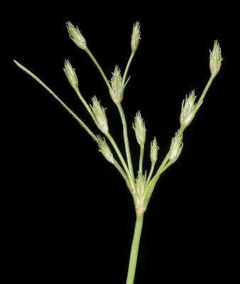 Fimbristylis velata