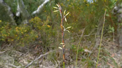 Schoenus brevifolius