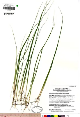 Swaying bulrush