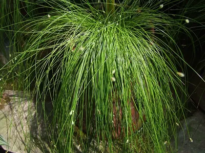 Low bulrush