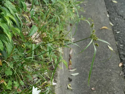 Pacific island flatsedge