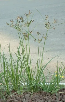 Nut-grass