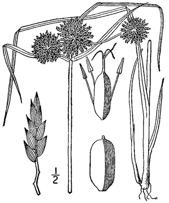 Great Plains flatsedge