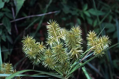 False nutsedge