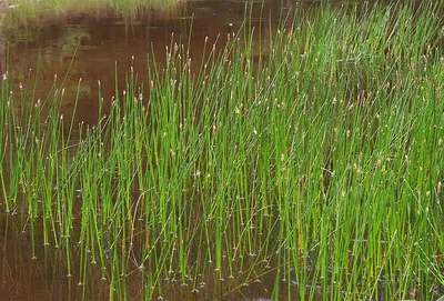 Common spikerush