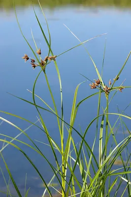 Bulrush