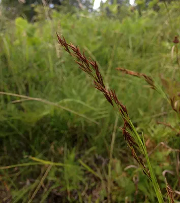 Nodding beaksedge