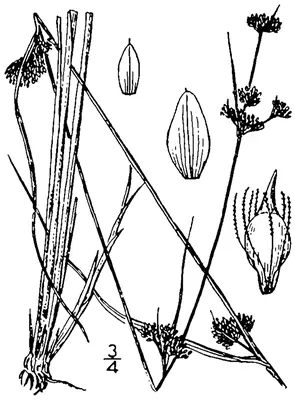 Needle beaksedge