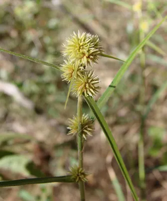 Rhynchospora exaltata