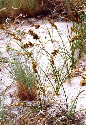 Sand sedge