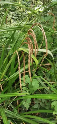 Hanging sedge