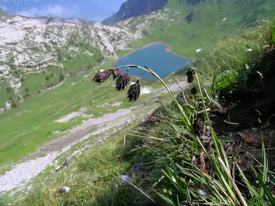 Darkbrown sedge
