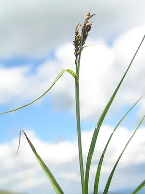 Bigelow's sedge