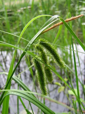 Cyperus sedge
