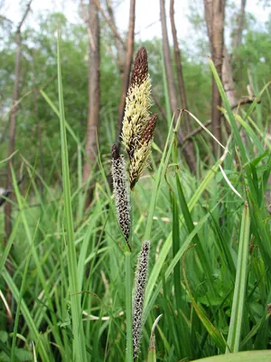 Lesser pond sedge
