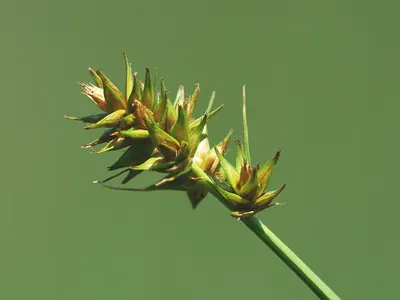 Carex otrubae