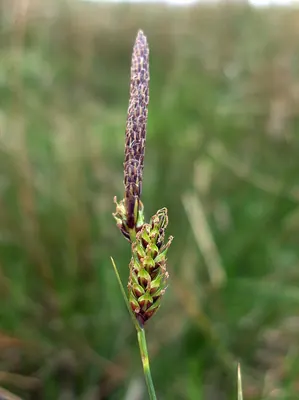 Carex binervis