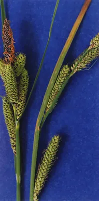 Shore sedge