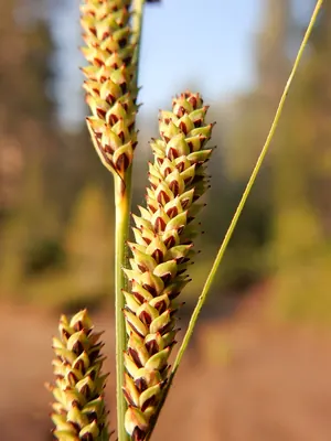 Carex kelloggii