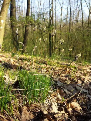 Mountain sedge