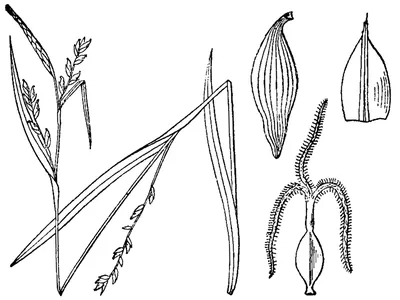 Broad looseflower sedge