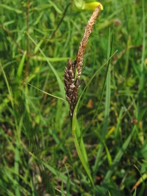 Carnation sedge