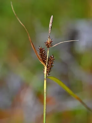 Carex fuscula
