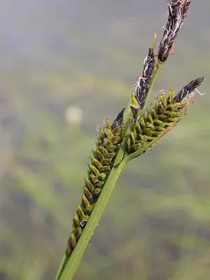 Common Sedge