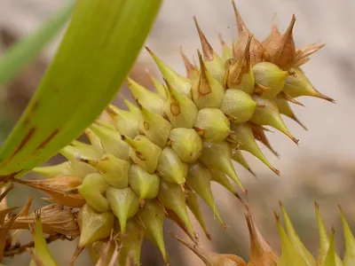 Knotsheath sedge