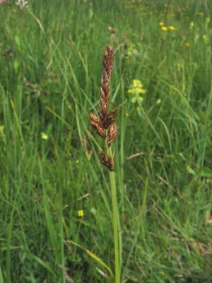 Brown sedge
