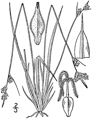 Whitetinge sedge