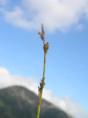 Sheathed sedge