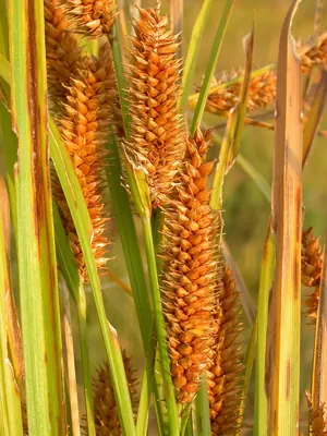 Beaked sedge
