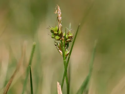 Pill sedge