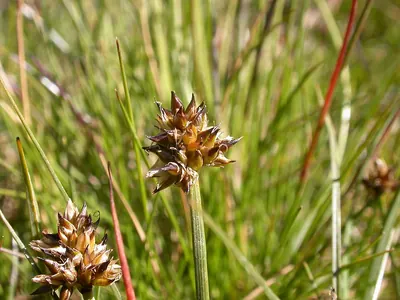 Curved sedge